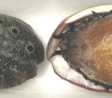 Abalone mother of pearl jewelry